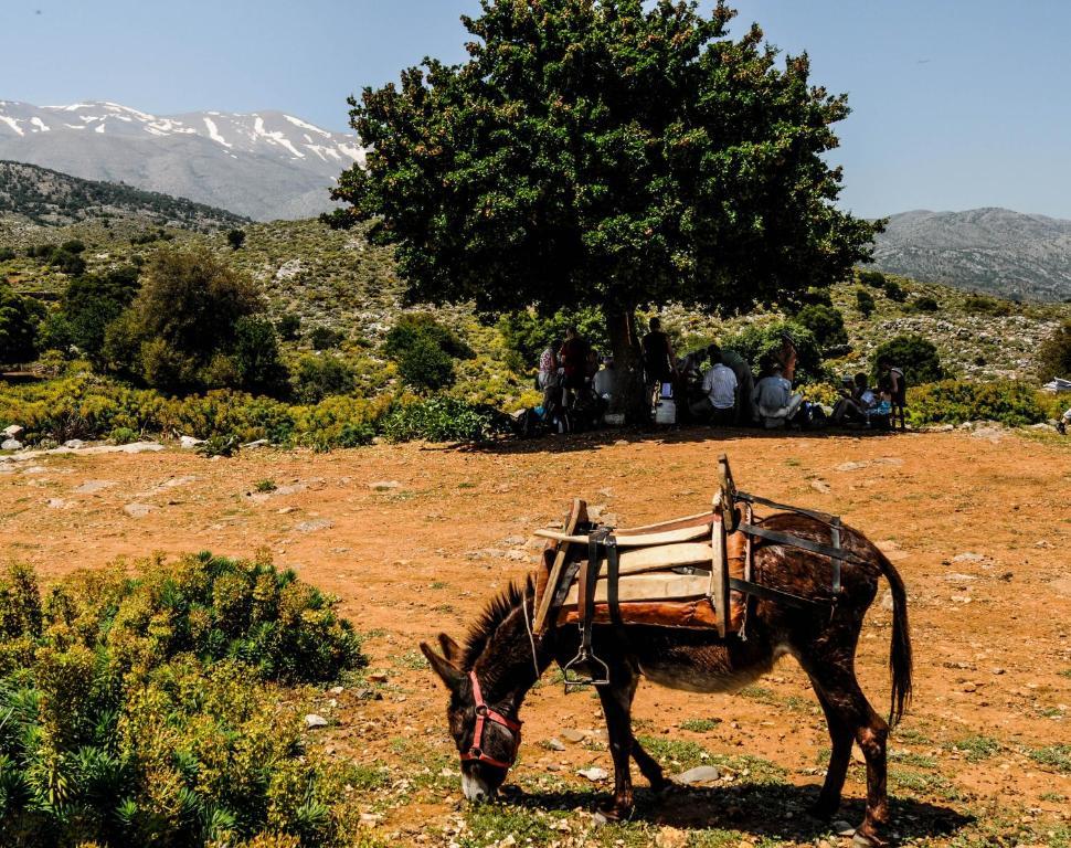 Axós Enagron Ecotourism Village المظهر الخارجي الصورة