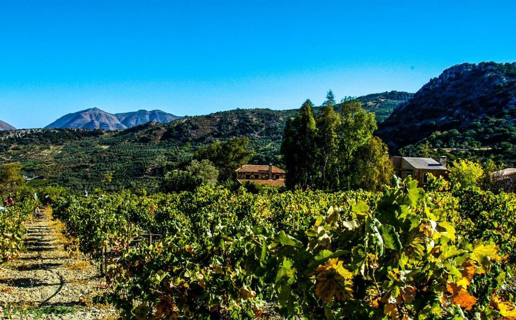 Axós Enagron Ecotourism Village المظهر الخارجي الصورة